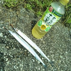 次はサヨリです!