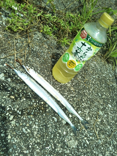 次はサヨリです！