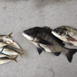 今日はアジの活性高いです