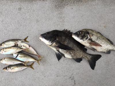 今日はアジの活性高いです