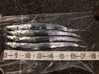 タチウオ求めて