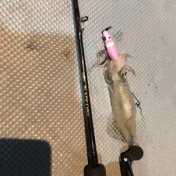 和歌山イカメタル