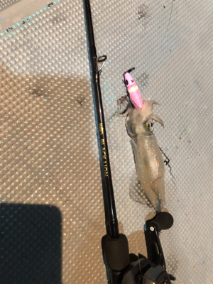 和歌山イカメタル