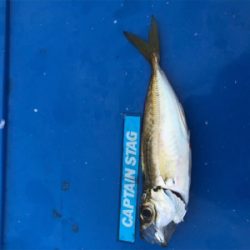 サビキ、サヨリ、泳がせ