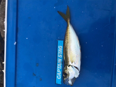 サビキ、サヨリ、泳がせ