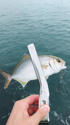 五目釣りならず…