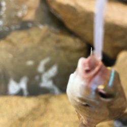 キス釣り大会でシタビラメ‼︎