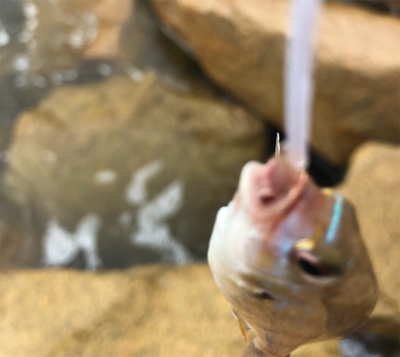 キス釣り大会でシタビラメ‼︎