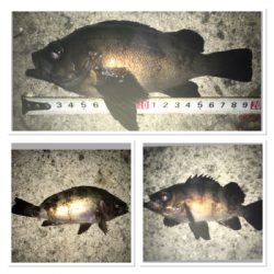 貝塚ライトゲーム