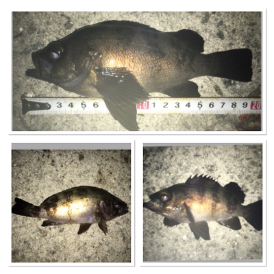 貝塚ライトゲーム