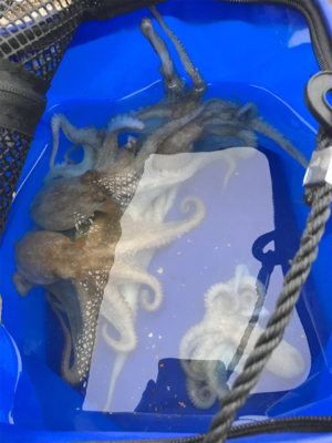 久々団子釣りボラの呪いからタコ