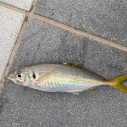 もう釣れてきたパターン？！