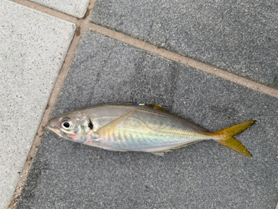 もう釣れてきたパターン？！