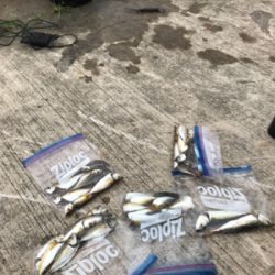 久しぶりのサビキ釣り(^^)