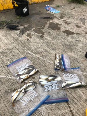 久しぶりのサビキ釣り(^^)