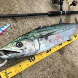 びしょ濡れでサワラ!