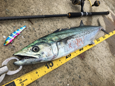 びしょ濡れでサワラ！