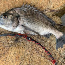 宇野沖 磯フカセ