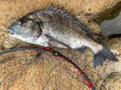 宇野沖 磯フカセ