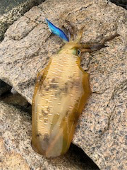 泉南‼️夏‼️エギング‼️