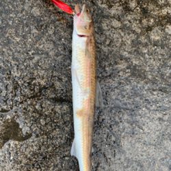 エソ大量。。。