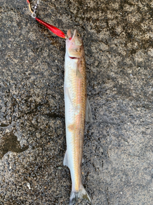 エソ大量。。。