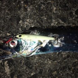 初ガツオ^ ^右に左によく走る(^^)♪