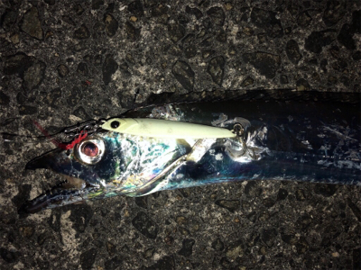 初ガツオ^ ^右に左によく走る(^^)♪