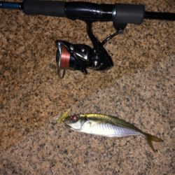 メバリング&アジング