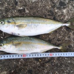 夕まずめツバス