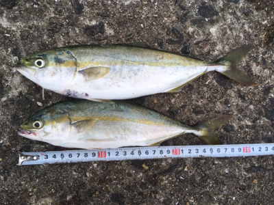 夕まずめツバス