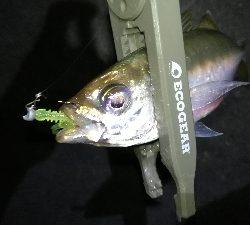 ナイトアジング