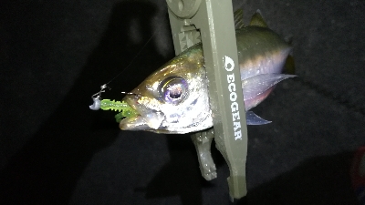 ナイトアジング