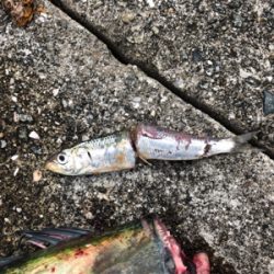 久しぶりのサワラ!