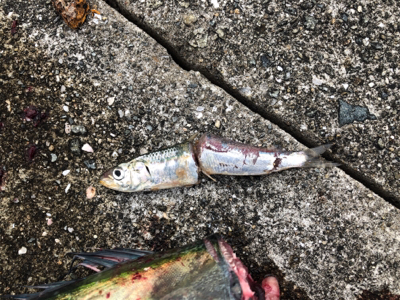 久しぶりのサワラ!