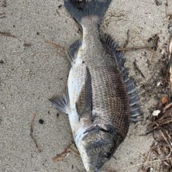 遠征したものの