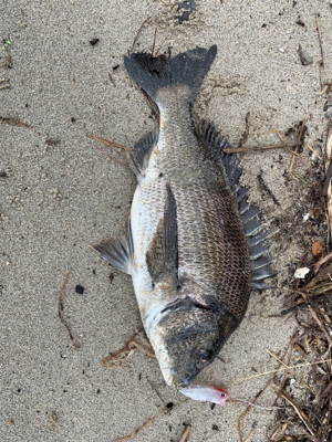 遠征したものの