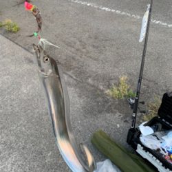 梅雨明けタチウオ