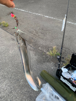 梅雨明けタチウオ