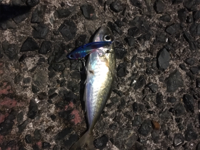 まさかのアオリ！