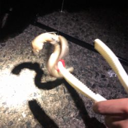 夜釣り