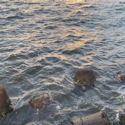 今日も、オクトパッシング ！