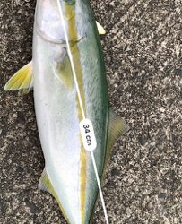 ヤズからのブリ