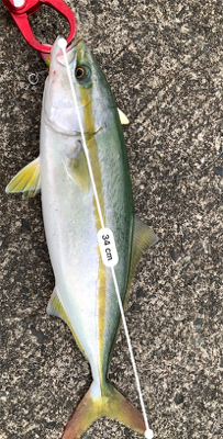 ヤズからのブリ