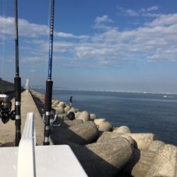 青物かと思いきやシーバス