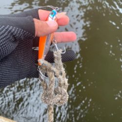 エイとアンタレスとツバス