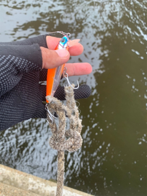 エイとアンタレスとツバス