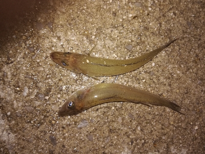 小キビレパラダイス