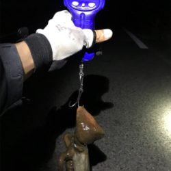 エギングで嬉しい外道GET(^｡^)