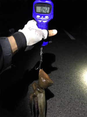 エギングで嬉しい外道GET(^｡^)